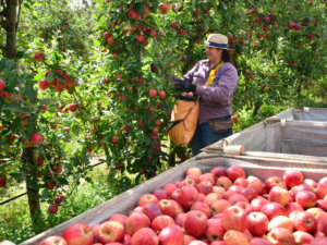 Foto: Aires Mariga / Epagri